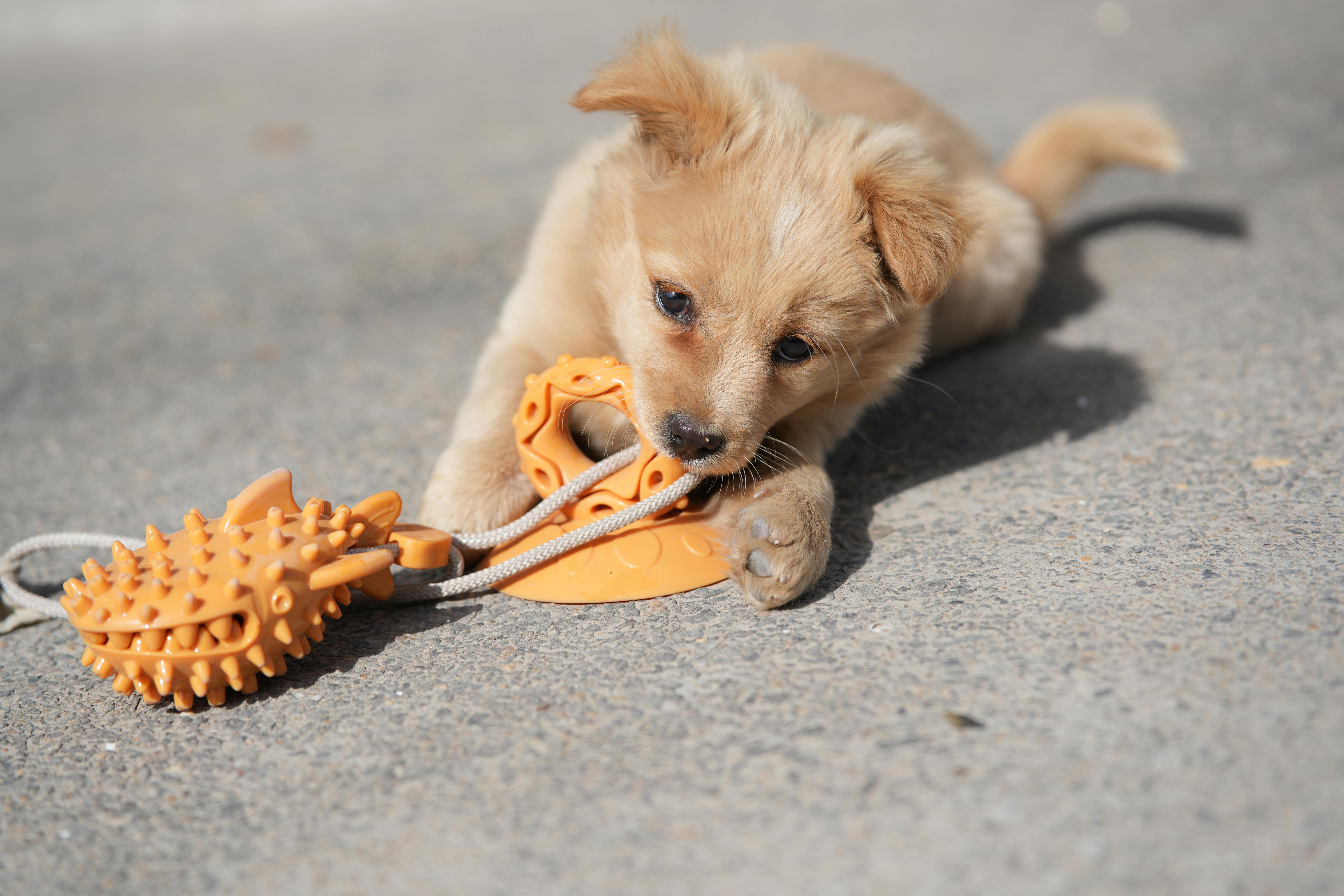 Pet Supplies & Companion Care