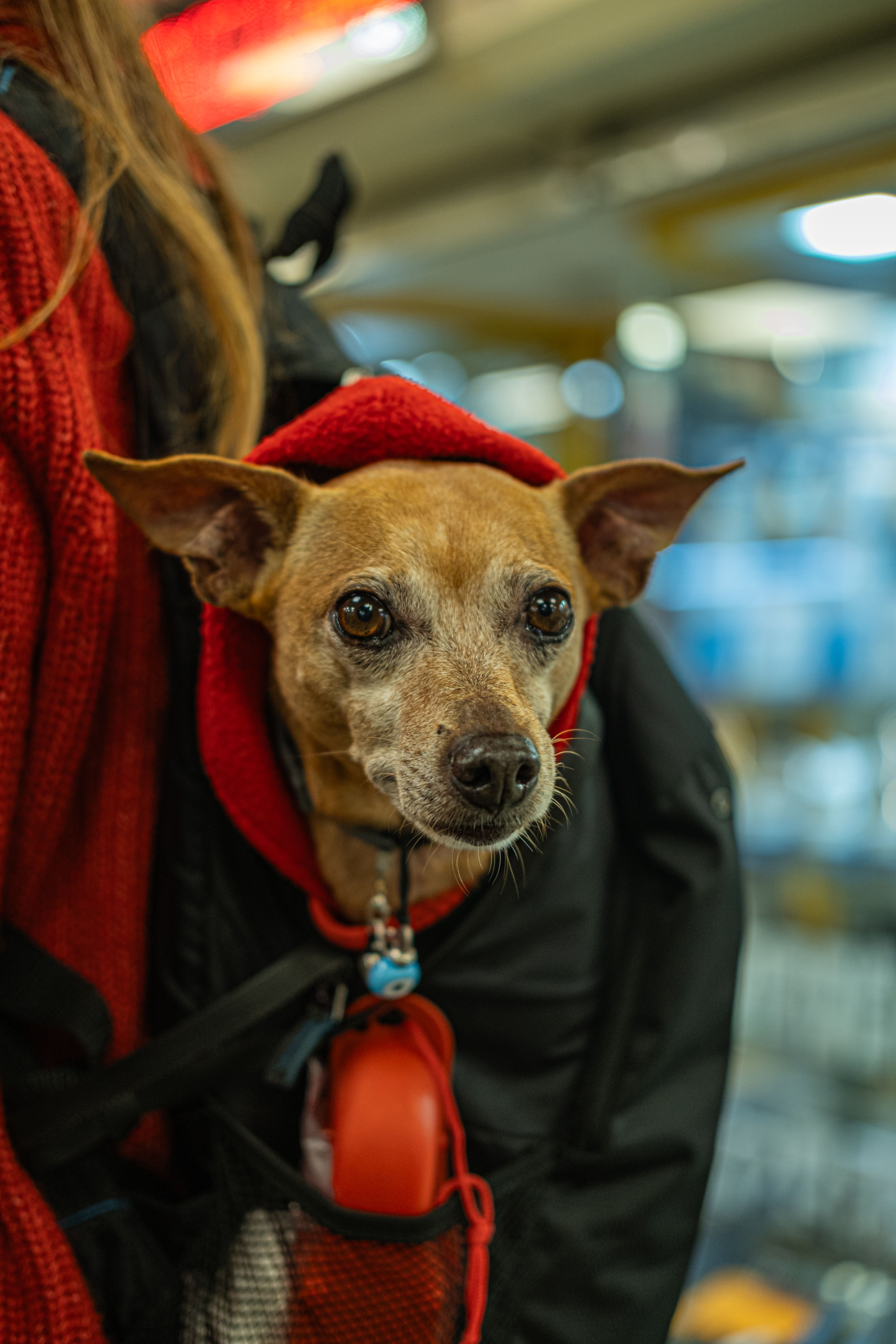 Pet Carrier Backpack for Small Dogs and Cats thumbnail 3