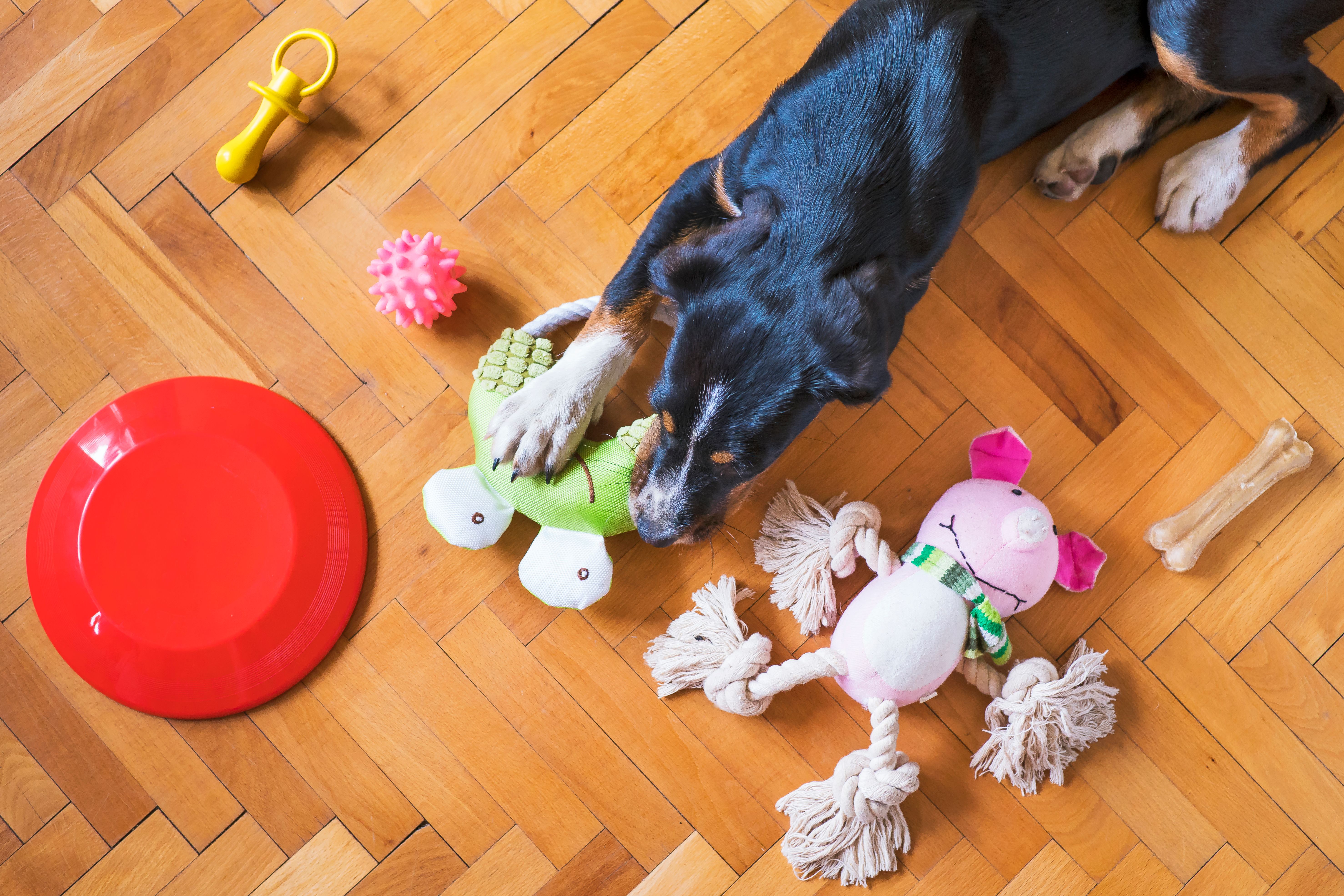 Chew Toys for Small Dogs thumbnail 3