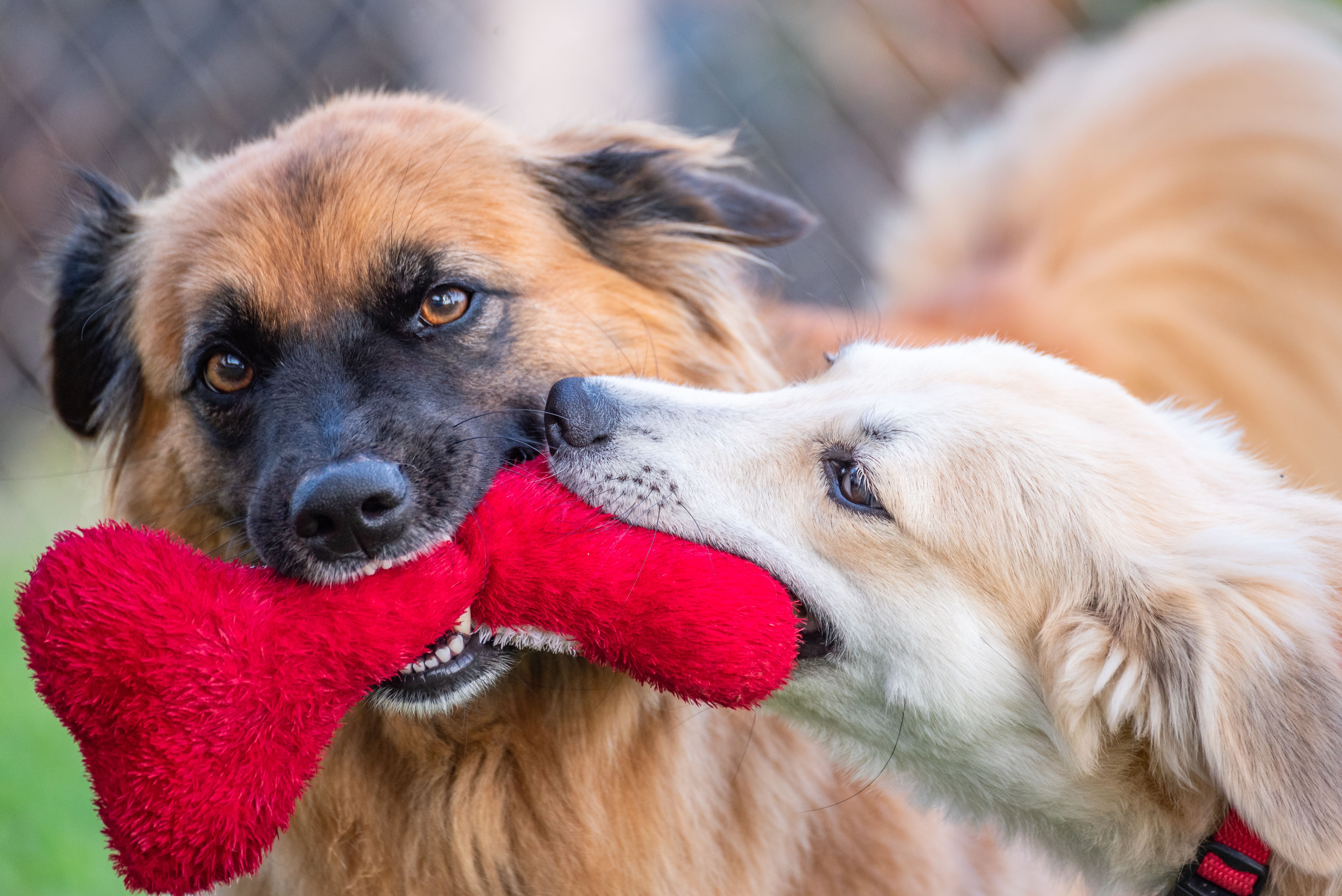Chew Toys for Small Dogs